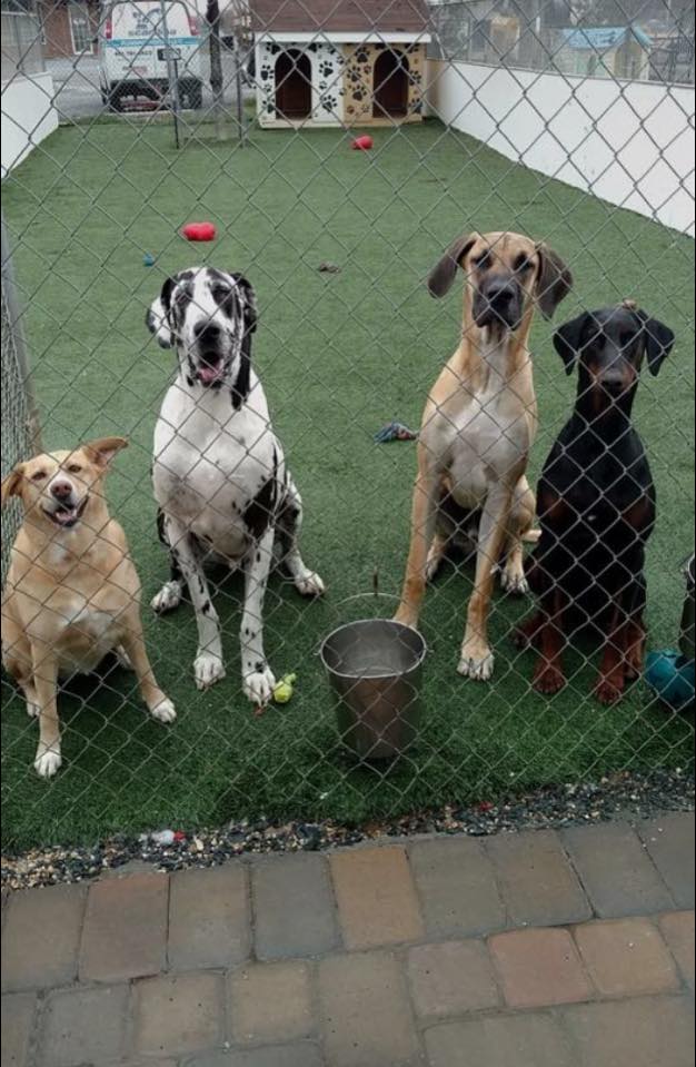 Pet Daycare in Millersville, MD Noah's Ark Veterinary and Boarding Resort