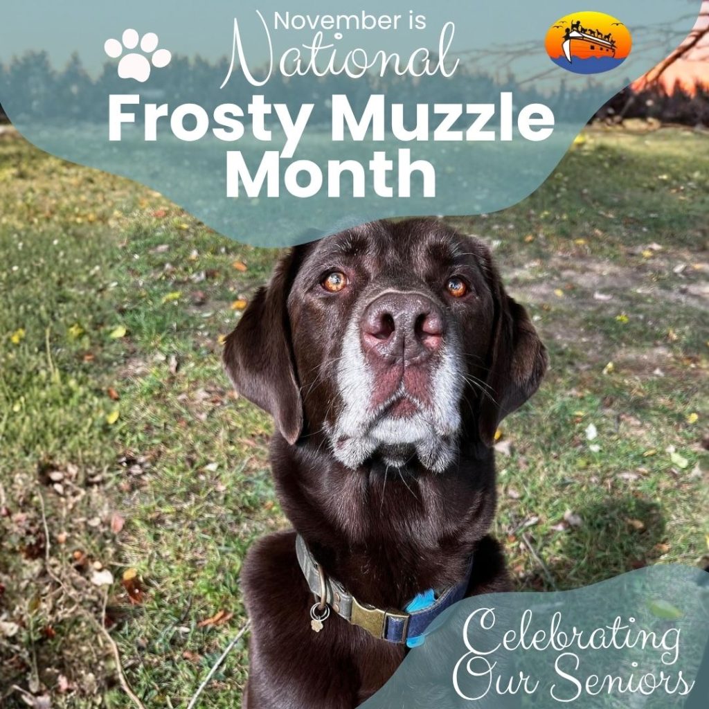 Frosty Muzzle Month Celebrating the Golden Years of Your Pet and Keeping Them Strong