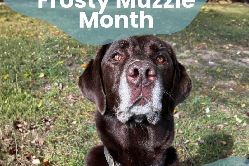 Frosty Muzzle Month Celebrating the Golden Years of Your Pet and Keeping Them Strong